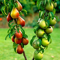 Duo pear tree: ‘Conference‘ + ‘Bonne Louise‘ - Hardy plant