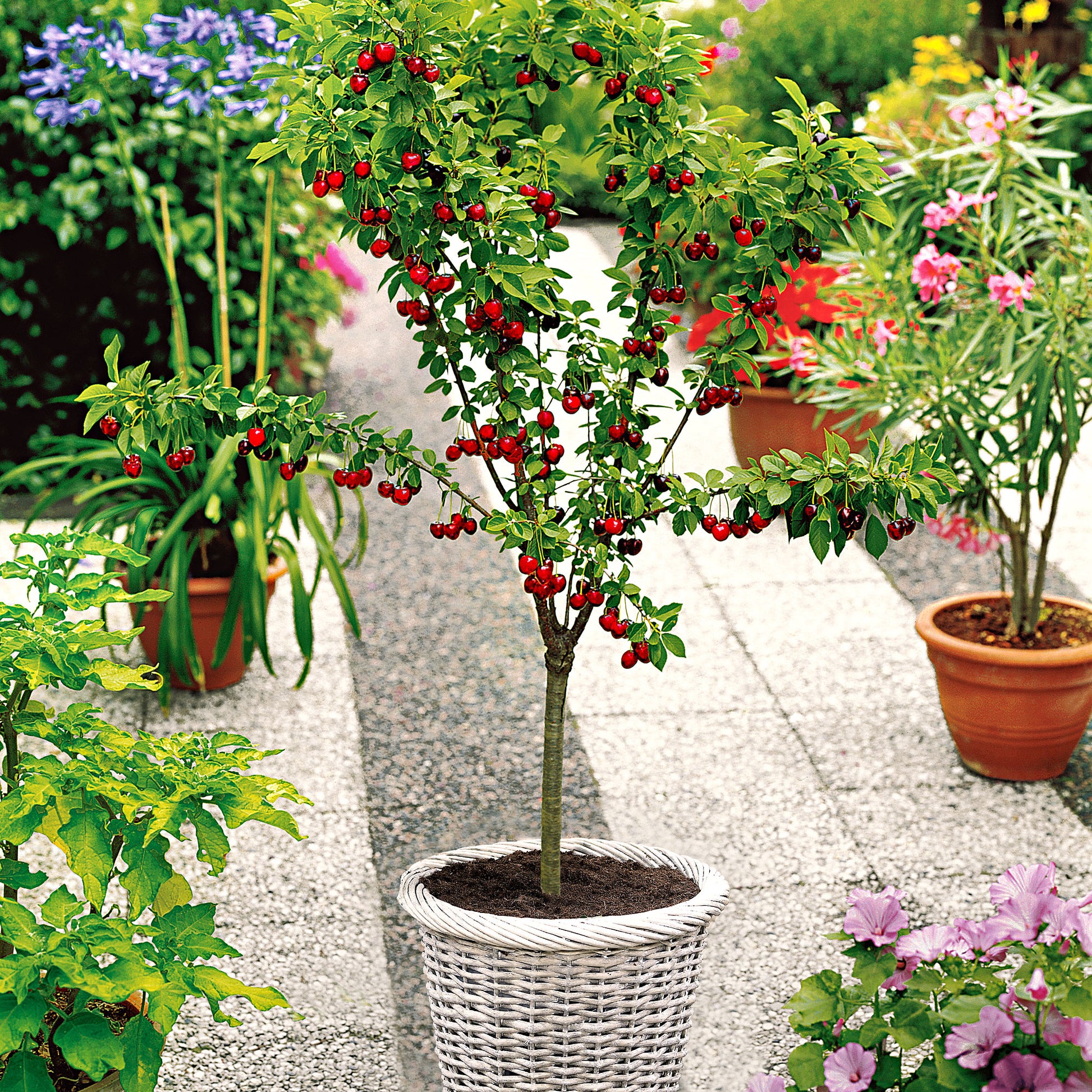can you plant a cherry tree in a pot Potted Patio Cherry Tree