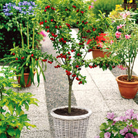 Potted Patio Cherry Tree - Hardy plant