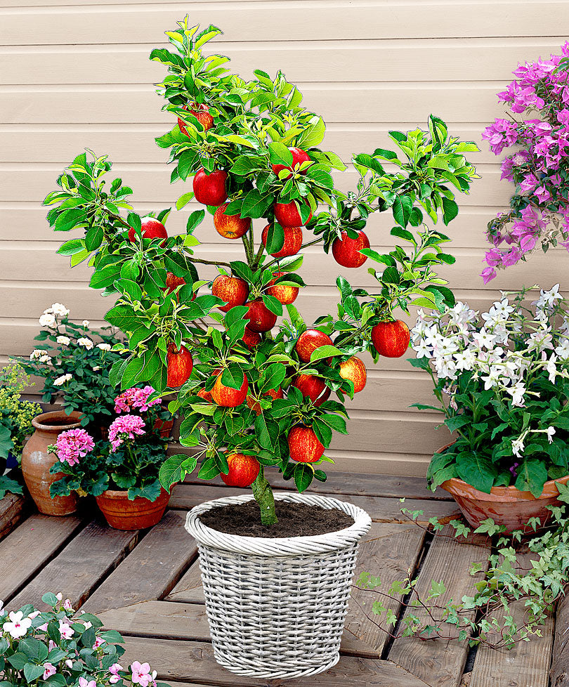 Columnar apple tree ‘Obelisk‘ - Hardy plant