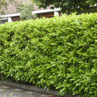 6x Cherry laurel Prunus 'Novita' - Bare rooted - Hardy plant