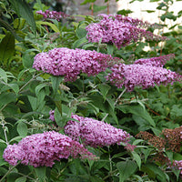 Butterfly Bush 'Pink Delight' - Hardy plant