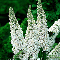 Butterfly bush Buddleja 'White Profusion' white - Hardy plant