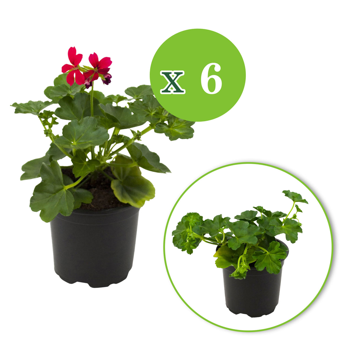 Geraniums Pelargonium peltatum