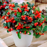 Gaultheria Big Berry 2x American wintergreen Gaultheria 'Big Berry' red-white with snow 'Big Berry' - Hardy plant