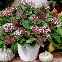 Viburnum 'Gwenllian' - Hardy 'Gwenllian' - Hardy plant