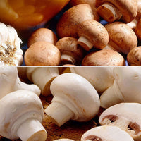 2x mushroom cultivation set 'Albidus' + 'Avellaneus' - Bio