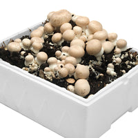 2x mushroom cultivation set 'Albidus' + 'Avellaneus' - Bio