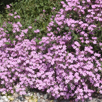 5x Soapwort pink - Bare rooted