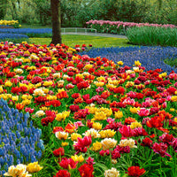 25x Double Flowered Tulips - Mix