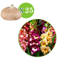 25x Gladiolus Gladiolus - Mix 'Glamini'