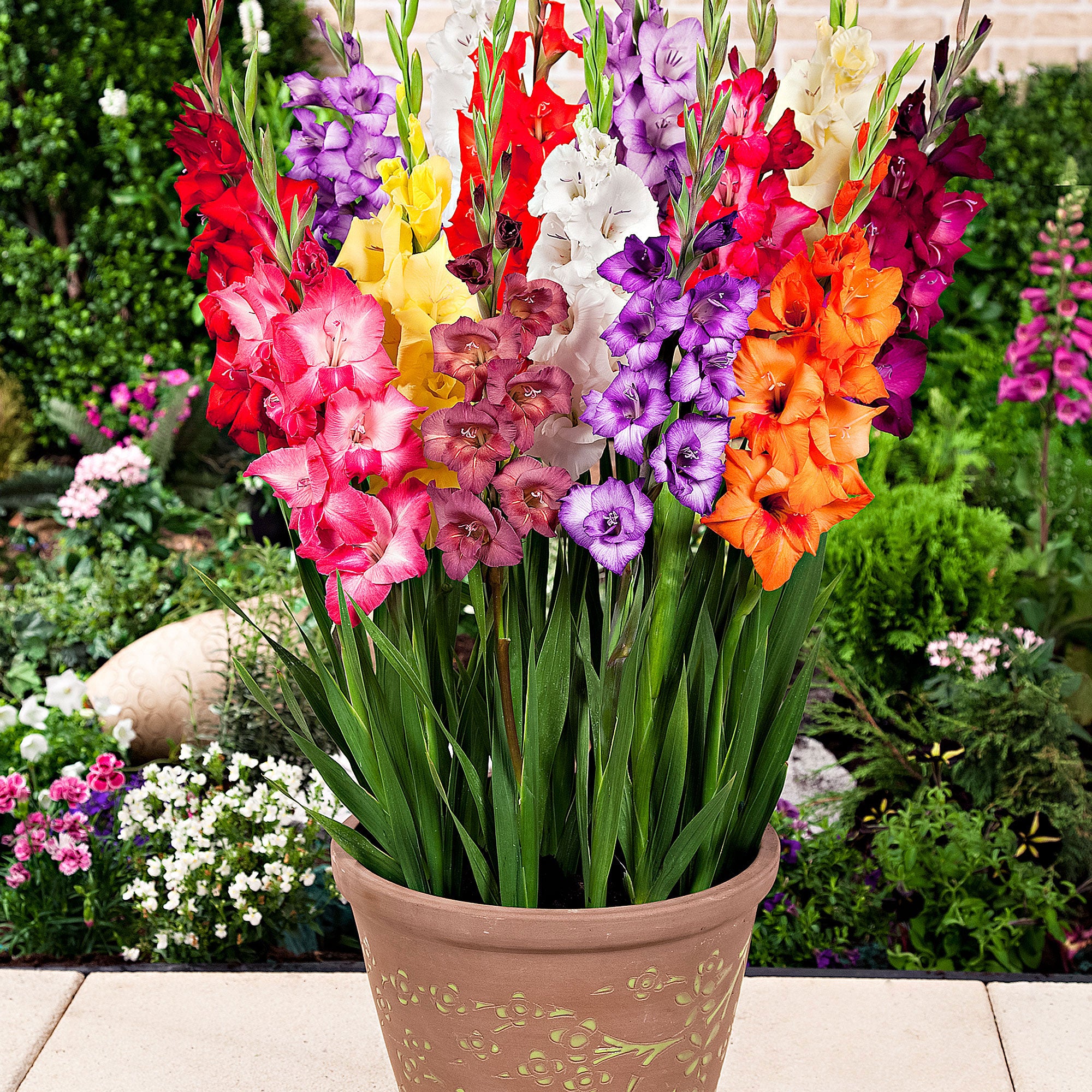Buy 25x Gladiolus Gladiolus - Mix 'Glamini' | Bakker.com