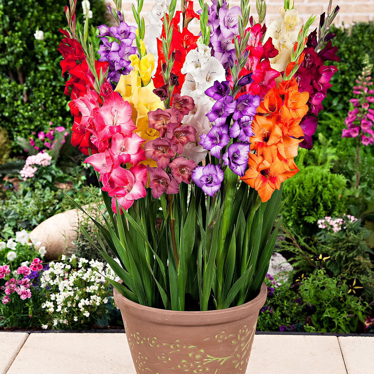 25x Gladiolus Gladiolus - Mix 'Glamini'