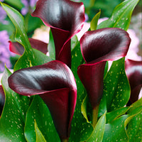 2x Arum lily 'Schwarzwalder' purple
