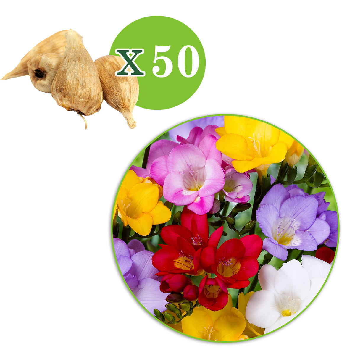 50x Freesia Freesia - Mix