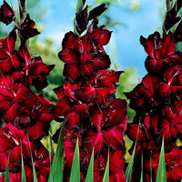 25x Large-flowered gladiolus 'Black Jack' red
