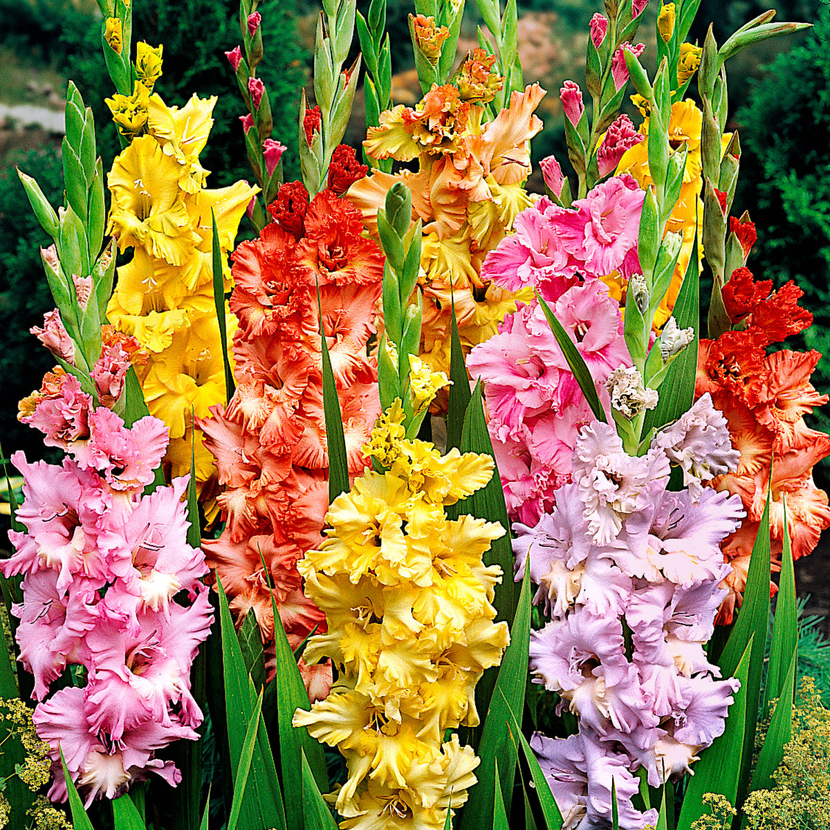 25x Gladiolus - Mix 'Parkiet'