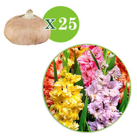 25x Gladiolus - Mix 'Parkiet'