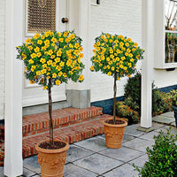 Cinquefoil Potentilla 'Goldfinger' on stem yellow - Hardy plant