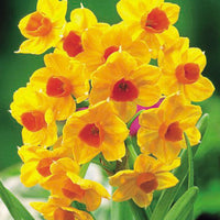 15x Narcissus 'Grand Soleil d'Or', 'Avalanche', 'Erlicheer'