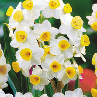 15x Narcissus 'Grand Soleil d'Or', 'Avalanche', 'Erlicheer'