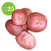 25x Potato Solanum 'Désirée'