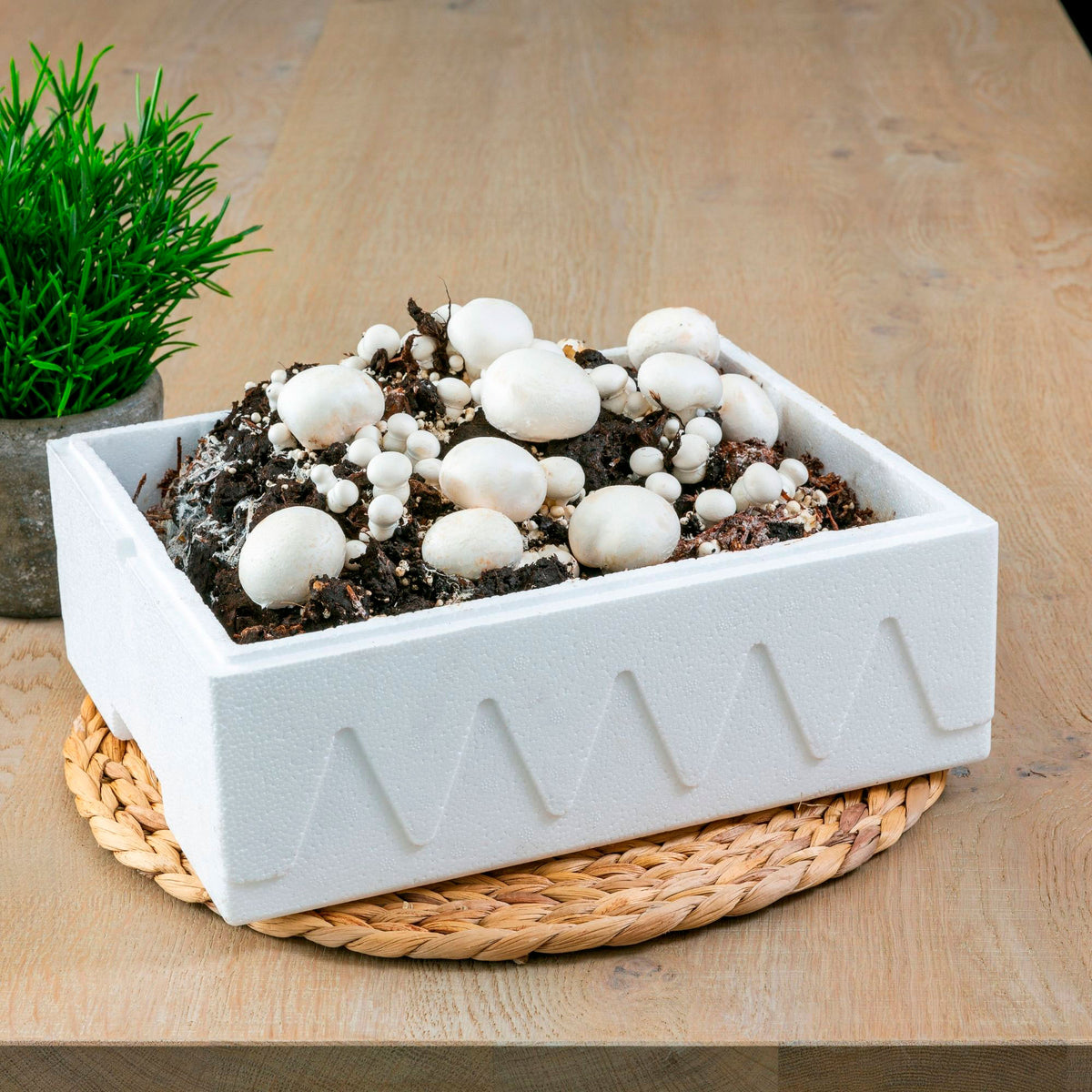 Mushroom cultivation set Agaricus bisporus white - Bio