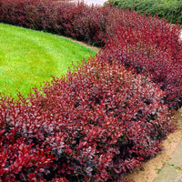 6x Barberry Berberis 'Atropurpurea' red - Bare rooted - Hardy plant