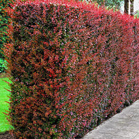 6x Barberry Berberis 'Atropurpurea' red - Bare rooted - Hardy plant