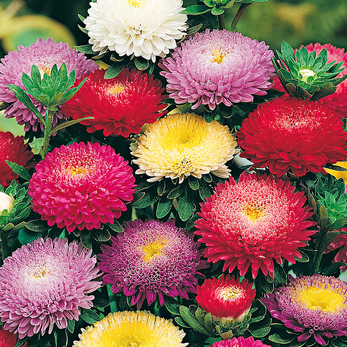 Aster Mix