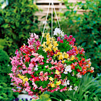 Snapdragon ‘Lampion F1’ Mix