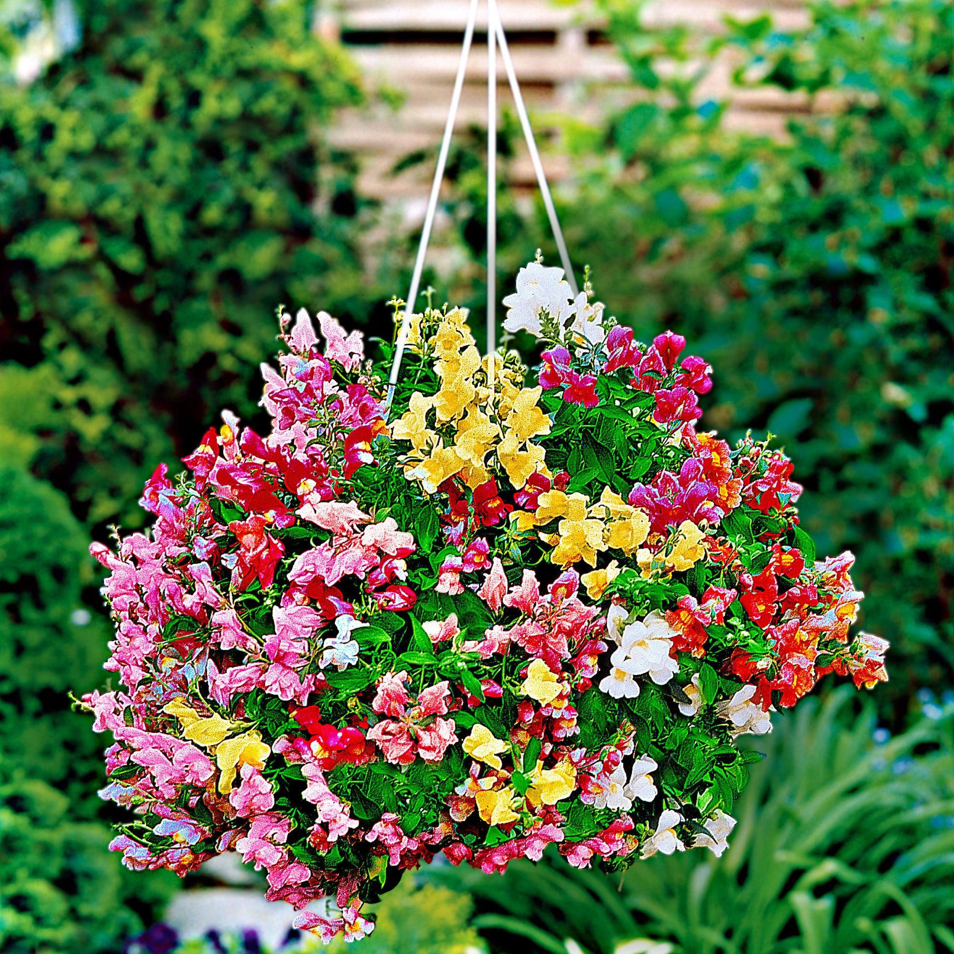snapdragon hanging plant Snapdragon ‘Lampion F1’ Mix
