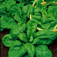Spinach package Spinacia 'Go-go greens' 4 m² - Vegetable seeds