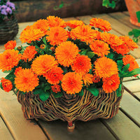 Low Growing Marigold 'Gitana Orange'