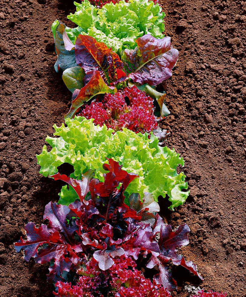 Lettuce