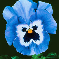 Pansy 'Joker Light Blue F2'