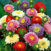 China aster 'Giant Prinses'  Mix