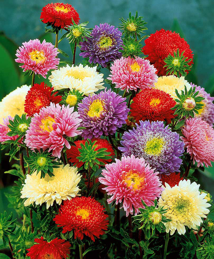 China aster 'Giant Prinses'  Mix