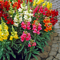 Snapdragon 'Twincolor F1' Mix