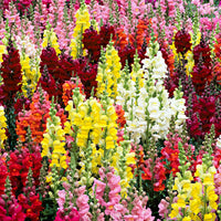 Snapdragon 'Twincolor F1' Mix