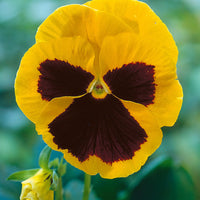 Pansy 'Swiss Giants Rheingold'