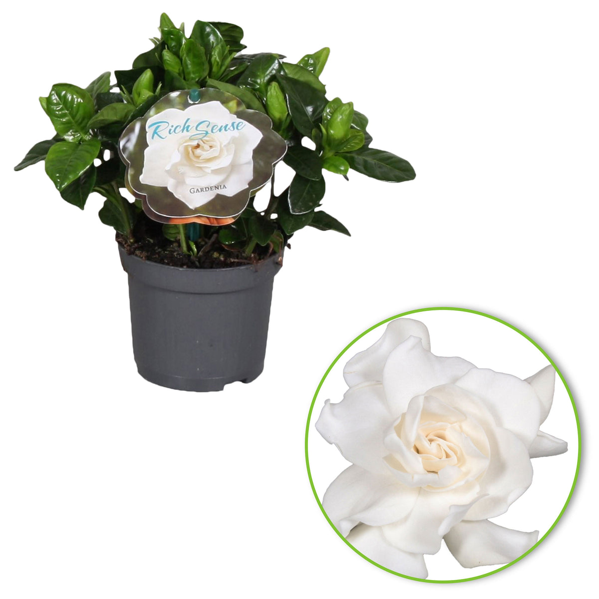 Cape Jasmine Gardenia jasminoides White