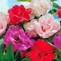 Impatiens (Busy Lizzy) ‘Camellia Flowered’ Mix