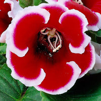 2x Gloxinia 'Kaiser Friedrich' red-white