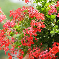 3x Geraniums Pelargonium peltatum red