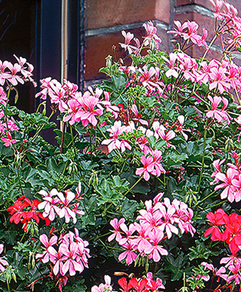 3x Geraniums Pelargonium peltatum pink