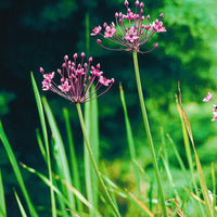 Flowering rush Butomus umbellatus pink