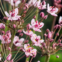 Flowering rush Butomus umbellatus pink