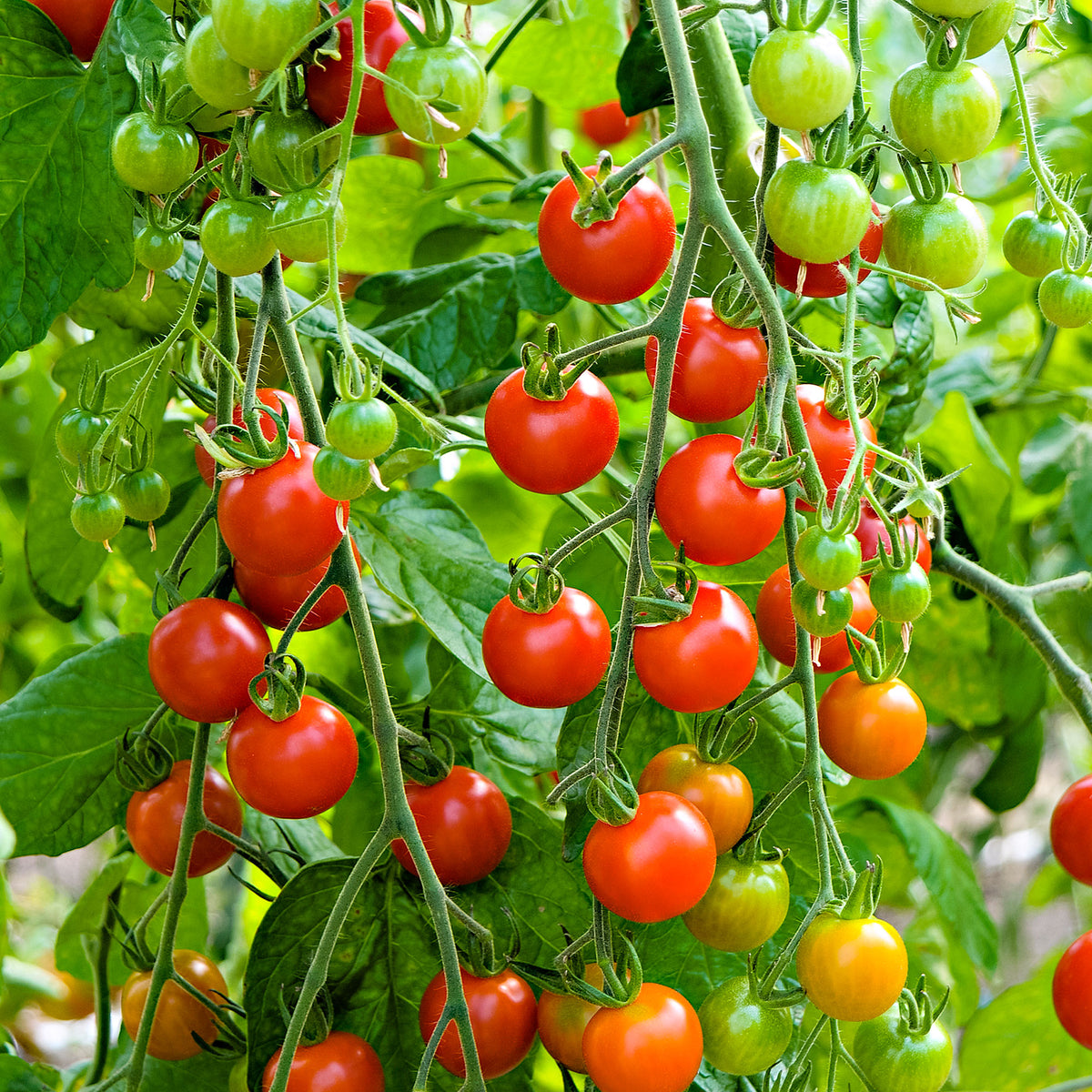 Cherry tomato Solanum 'Supersweet 100 F1' 5 m² - Vegetable seeds