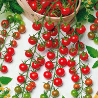 Cherry tomato Solanum 'Supersweet 100 F1' 5 m² - Vegetable seeds